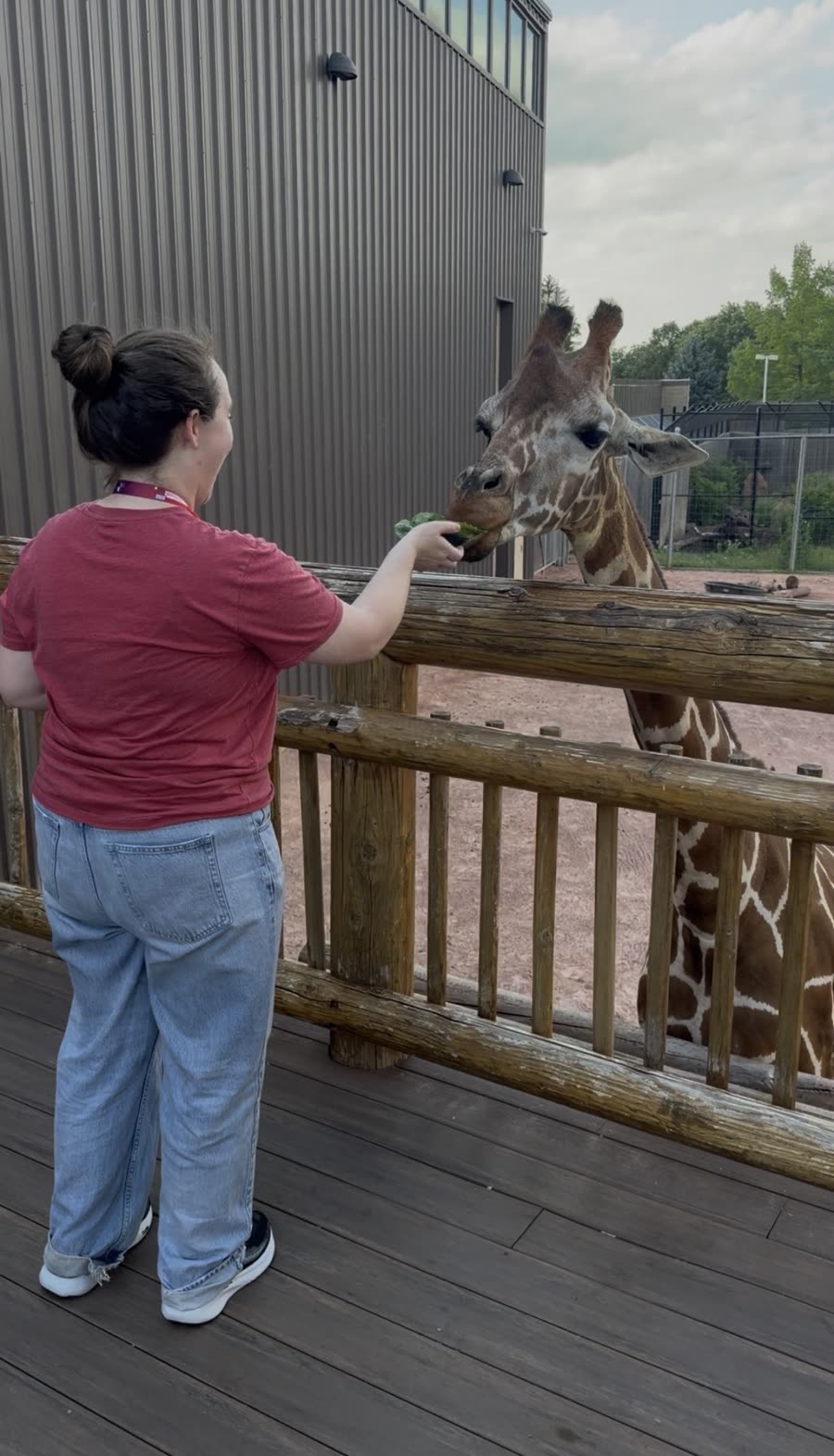 Feeding a giraffe at the zoo